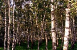 Минская общественность заступилась за парк Дружбы народов