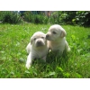 Щенки лабрадора ретривера